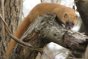 Колони - пухнаста тварина родини куній Колони - пухнаста тварина родини куній